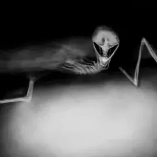 Fleshbeds 대표 이미지