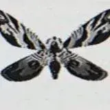 PortlyWife9027의 Mothra suit