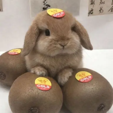 Profile image of ウサギ