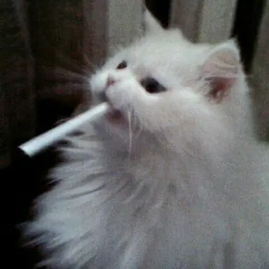 Profile image of チシヤ