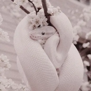 Profile image of 도로시