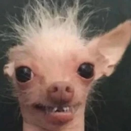 팬아