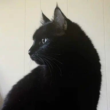 Profile image of ハン・シウ
