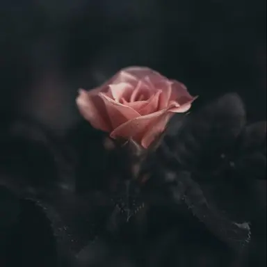 Profile image of 황수현