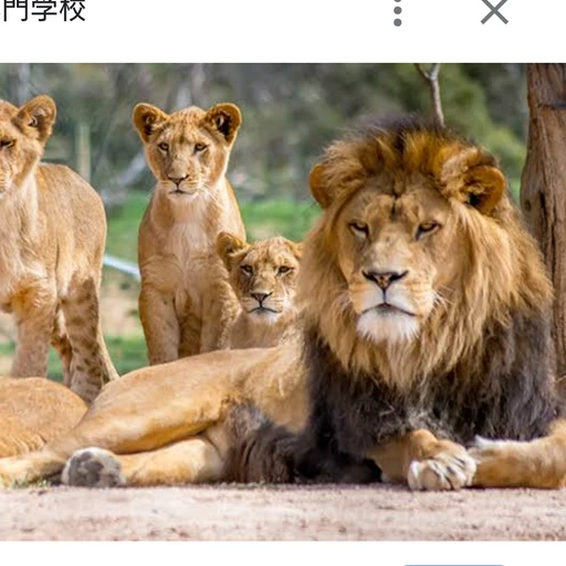 ライオンの群れ