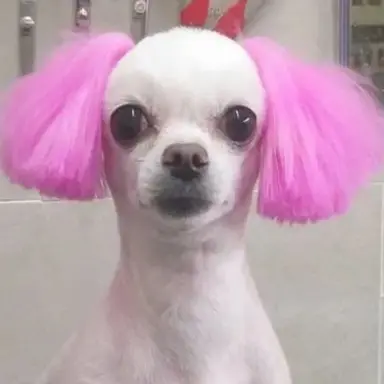 Profile image of 말핑이