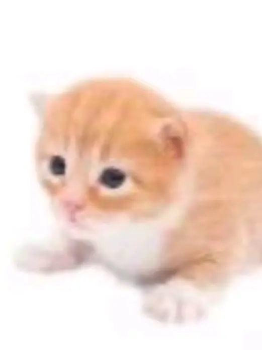 FrayedSalt7649의 愛され(テスト)