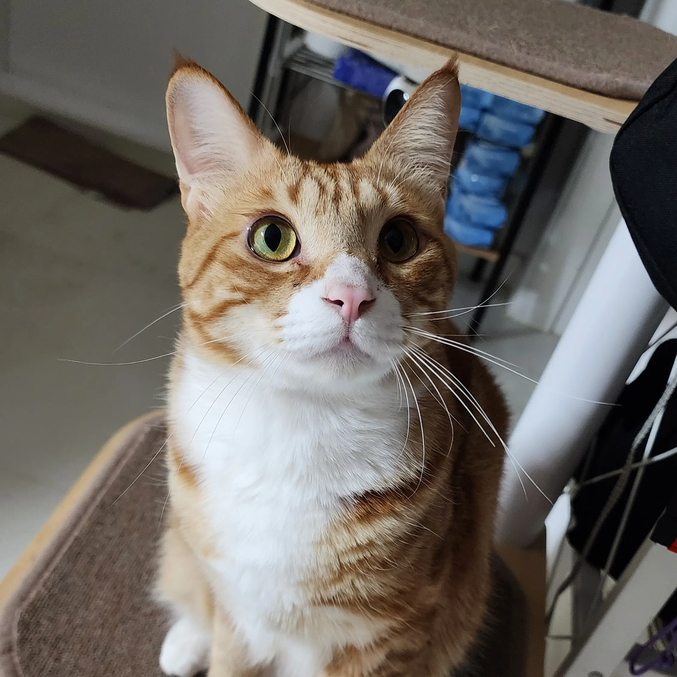 FluffyCoat3157의 고양이 송이