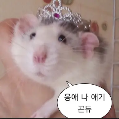 Profile image of 여우