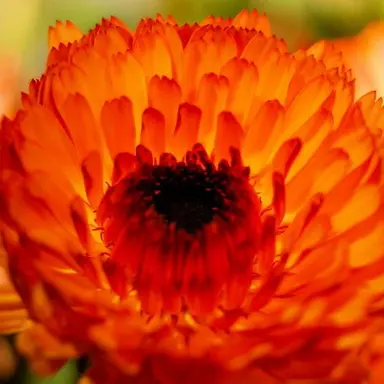 Profile image of 綾華