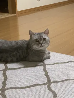Profile image of チョコ