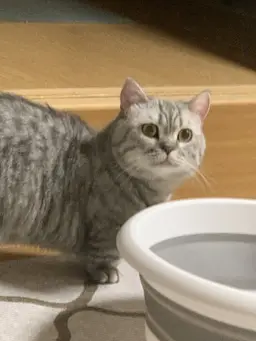 Profile image of チョコ