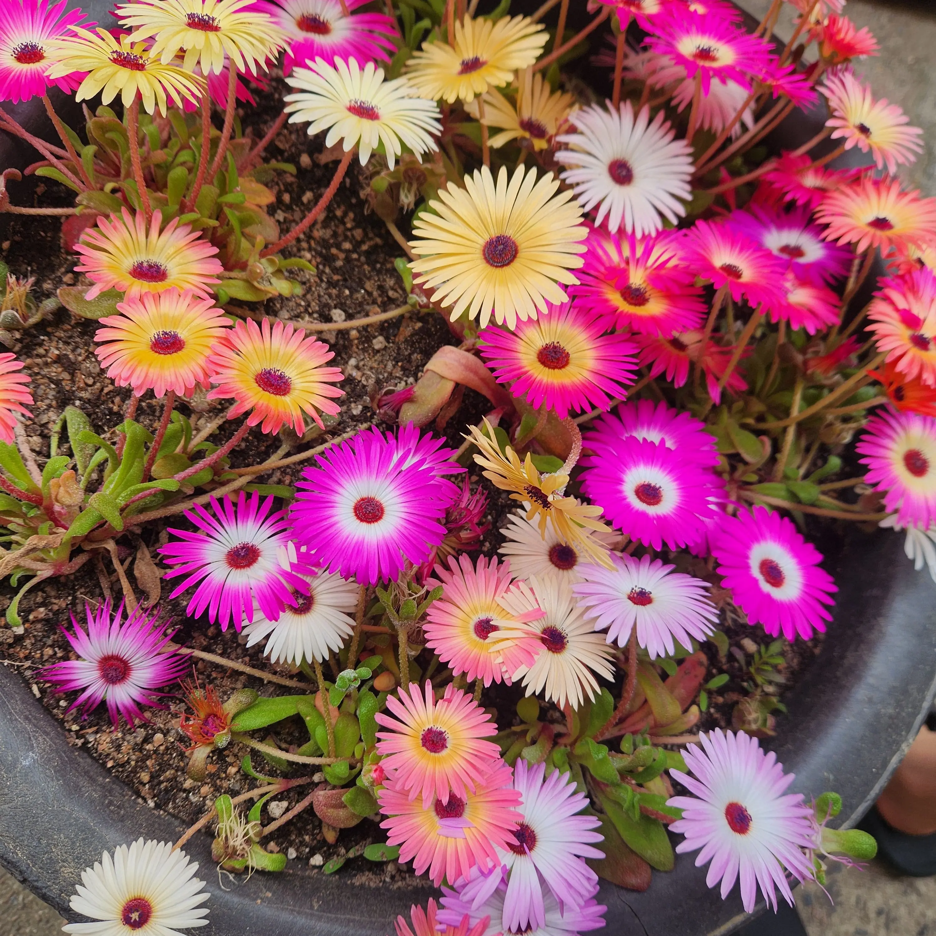 FrayedShack6608의 유유타이거 + 얀데레 (2탄)