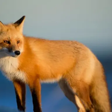 Profile image of 여우