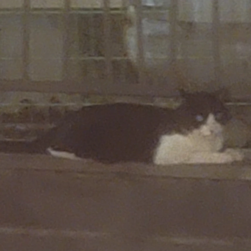 리레초능력학교