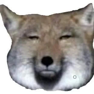 Profile image of 여우