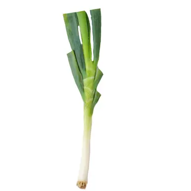 Profile image of 대파