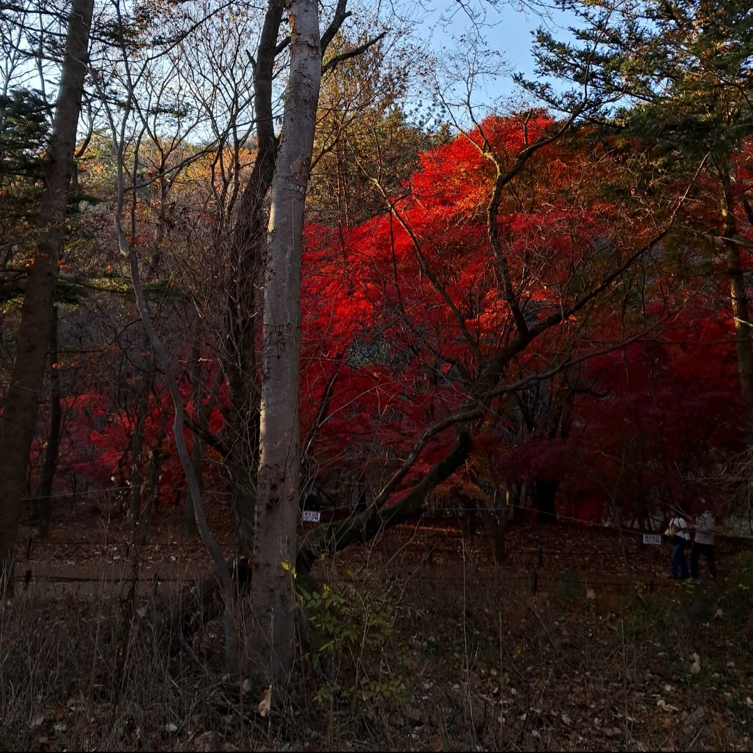 단풍