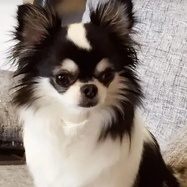 Profile image of Kkami