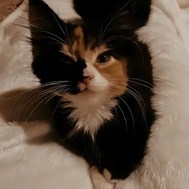Profile image of Kiwi