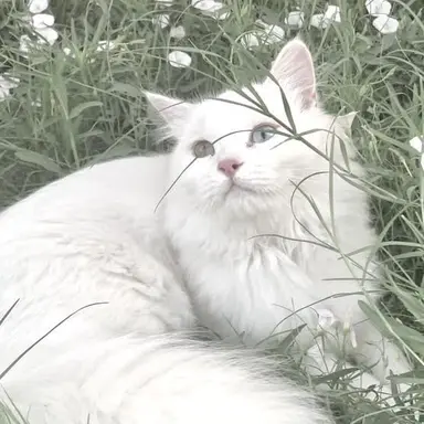 Profile image of Marshmallow