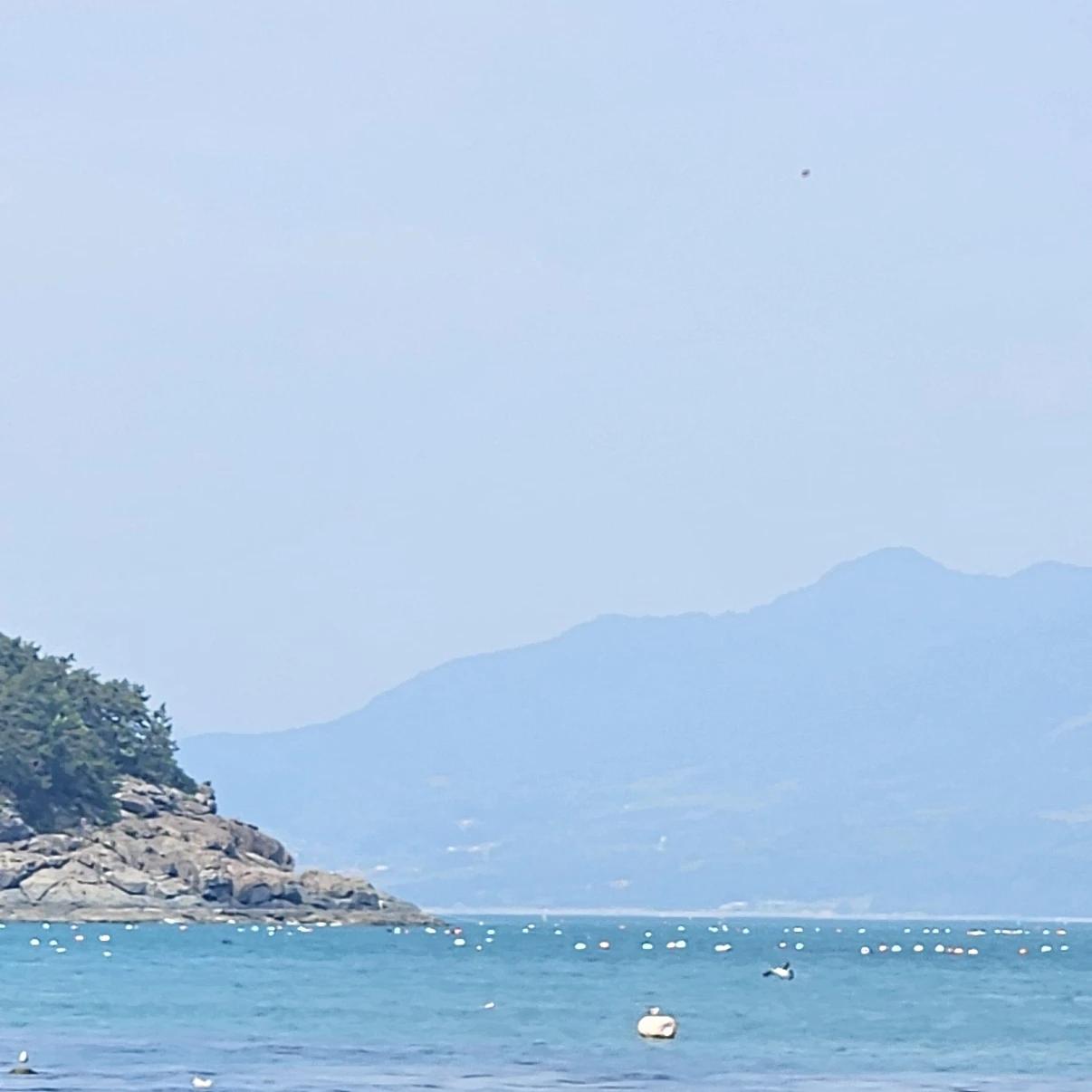 백지헌