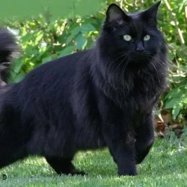 Profile image of 로운리 문