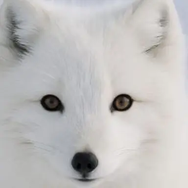 Profile image of Yeou
