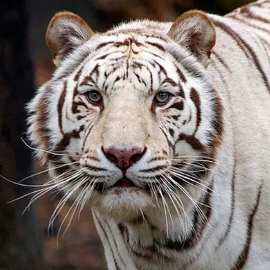 Profile image of 벨