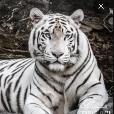 Profile image of 레비