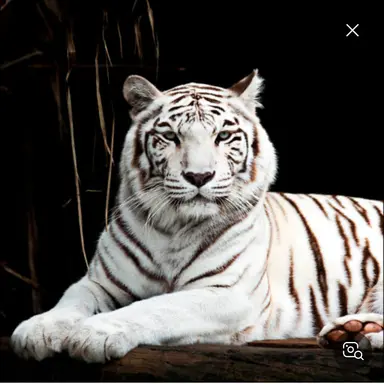 Profile image of 딜런