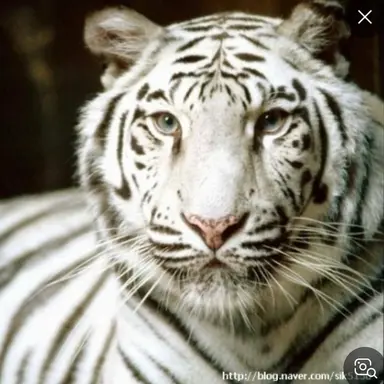 Profile image of 앰버