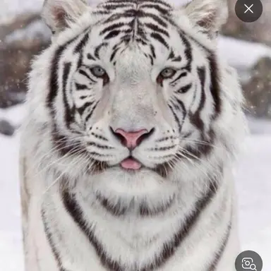 Profile image of 릴리