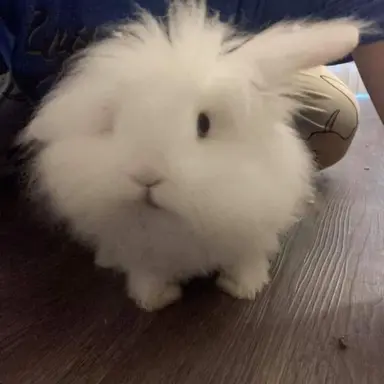 Profile image of 버니