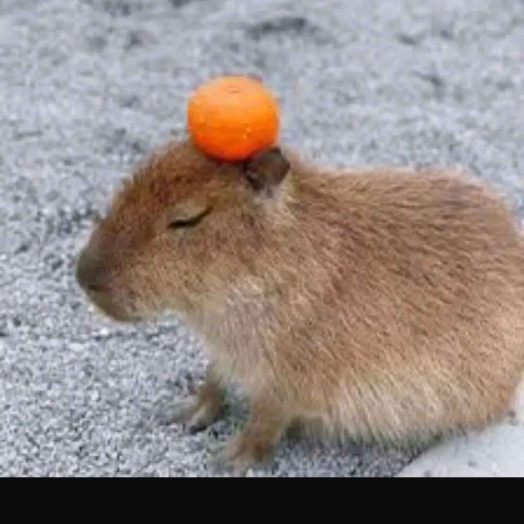 RealFox4934의 당신이 아이돌?(팀나빠 워크샵)