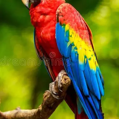 Profile image of 폴리네시아