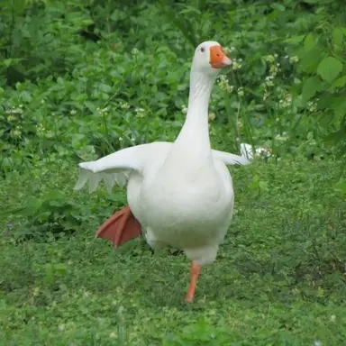 Profile image of 댑