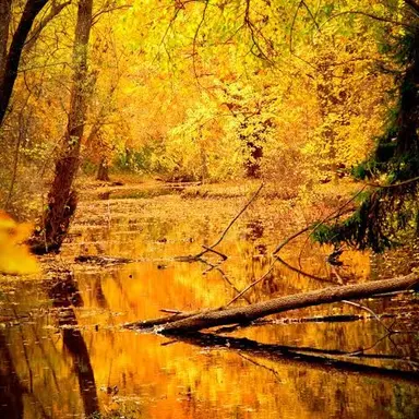 Profile image of Virgible Woods