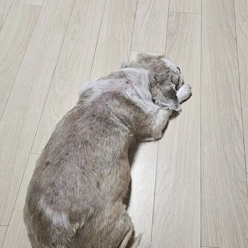 ChubbyFund2480의 우리강아지뽀롱이