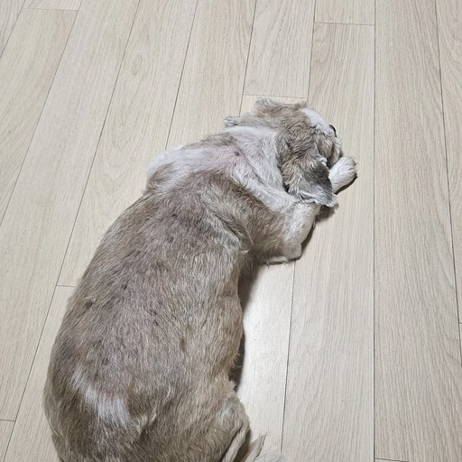 우리강아지뽀롱이