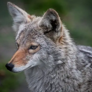 Profile image of 늑대
