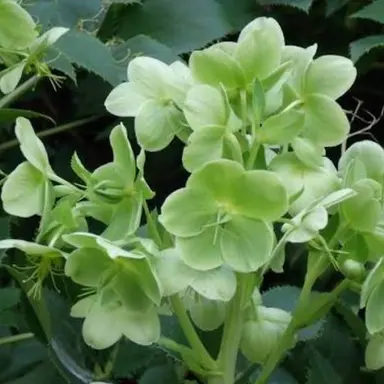 Profile image of 공룡