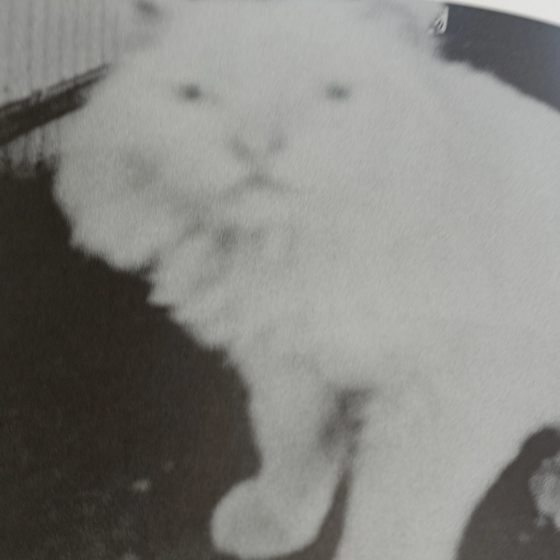 天使レイ