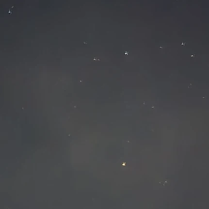 타로