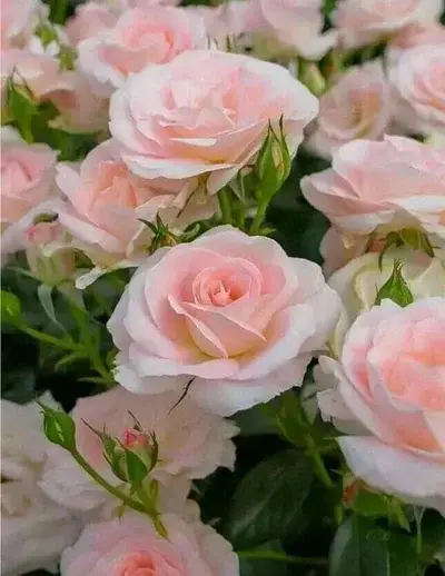 JustYabby7062의 Reverse Harem