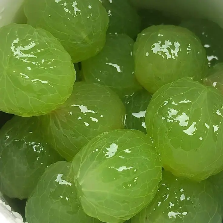 Dino_0911의 그 사탕, 무슨맛이야?