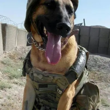 Profile image of Cerberus