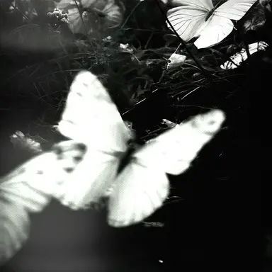 Profile image of ハン