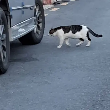 Profile image of 길냥이