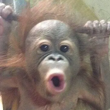 Hee_o의 🌙숭이와 쿤이